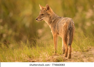 European Golden Jackal