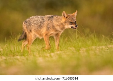 European Golden Jackal Growling