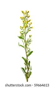 European Goldenrod (Solidago Virgaurea L) Isolated On White Background