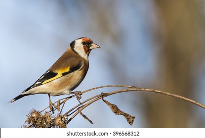 European Goldfinch
