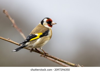 European Goldfinch in the afternoon