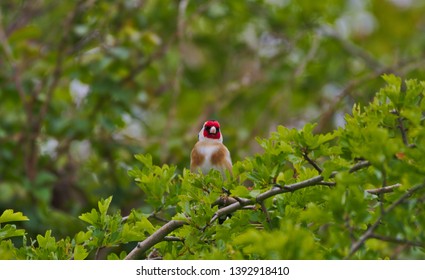 European Goldfinch, Bird, On A Perch, Cambridgeshire, England, UK, Europe