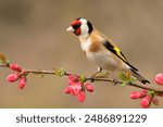 European goldfinch Carduelis carduelis bird songbird wildlife nature predator cock o the north, beautiful animal mountain finch, animal, bird watching ornithology, flower bud fauna wildlife Europe