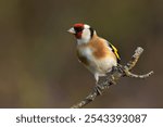 European goldfinch Carduelis carduelis bird songbird wildlife nature predator cock o the north, beautiful animal mountain finch, animal, bird watching ornithology, flower bud fauna wildlife Europe