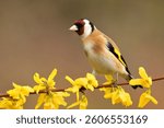 European goldfinch Carduelis carduelis bird songbird wildlife nature predator cock o the north, beautiful animal mountain finch, animal, bird watching ornithology, flower bud fauna wildlife Europe