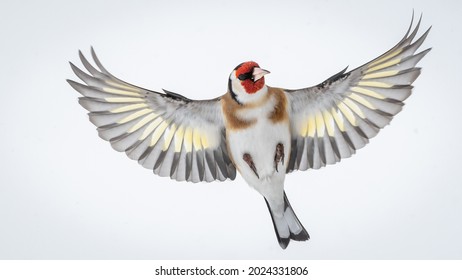 European Goldfinch (Carduelis Carduelis) Flying Isolated Spreading Wings