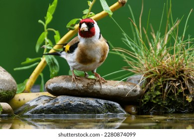 European goldfinch, Carduelis carduelis on the stones at the bird water hole. Czechia.  - Powered by Shutterstock