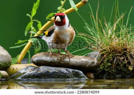 European goldfinch, Carduelis carduelis on the stones at the bird water hole. Czechia. 