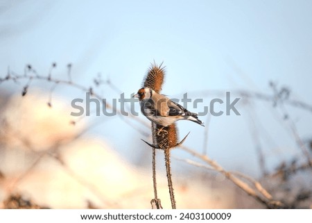 European Goldfinch (Carduelis carduelis) perched on a thorny plant. Goldfinches feed on the seeds of thorny plants. Bird, animal idea concept. Horizontal photo. Ornithology. No people, nobody.