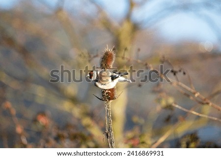 European Goldfinch (Carduelis carduelis) perched on a thorny plant. Goldfinches feed on the seeds of thorny plants. Bird watching idea concept. Horizontal photo. Ornithology. No people, nobody.