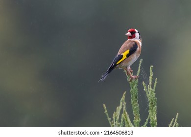 European goldfinch (Carduelis carduelis) perched in a UK garden. Colourful British bird in the finch family.