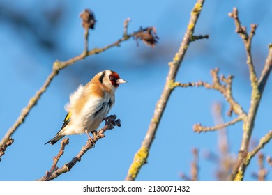 European goldfinch (Carduelis carduelis) perches on a branch, North Norfolk, UK. Beautiful British bird. 