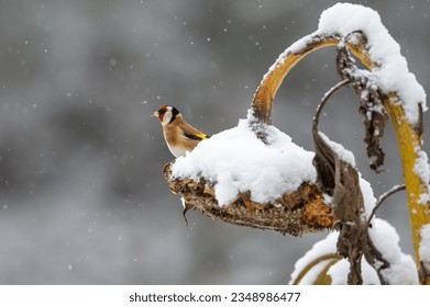 European goldfinch (Carduelis carduelis) sits on a withered sunflower covered with snow in November. Bird photography taken in Sweden in winter. Background with soft focus and bokeh, copy space.