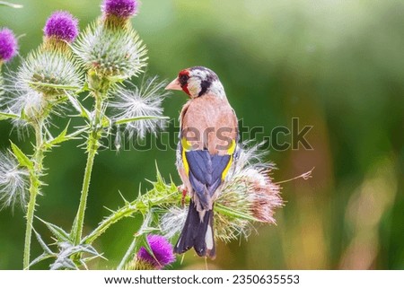 European goldfinch, feeding on the seeds of thistles. European goldfinch or simply goldfinch, latin name Carduelis carduelis, Perched on a Branch of thistle