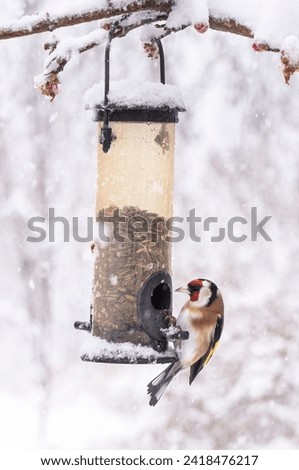 European goldfinch feeds at the bird feeder on a cold snowy day.
