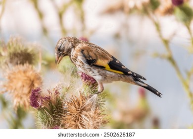 European goldfinch with juvenile plumage, feeding on the seeds of thistles. Juvenile European goldfinch or simply goldfinch, latin name Carduelis carduelis, Perched on a Branch of thistle - Powered by Shutterstock