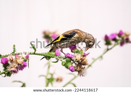 European goldfinch with juvenile plumage, feeding on the seeds of thistles. Juvenile European goldfinch or simply goldfinch, latin name Carduelis carduelis, Perched on a Branch of thistle