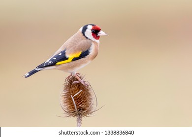 European Goldfinch On A Cardoon