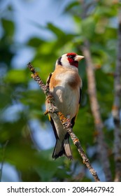 The European goldfinch or simply the goldfinch (Carduelis carduelis) is a small passerine bird in the finch family that is native to Europe.
				