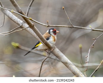 The European goldfinch sits on a branch in spring on green background. Beautiful songbird The European goldfinch in wildlife. The European goldfinch or simply the goldfinch, latin name Carduelis cardu