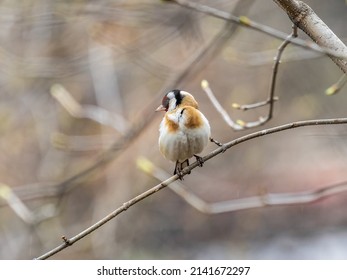 The European goldfinch sits on a branch in spring on green background. Beautiful songbird The European goldfinch in wildlife. The European goldfinch or simply the goldfinch, latin Carduelis carduelis