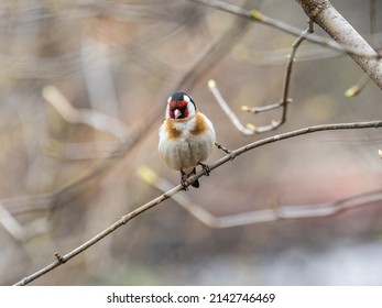The European goldfinch sits on a branch in spring on green background. Beautiful songbird The European goldfinch in wildlife. The European goldfinch or simply the goldfinch, latin  Carduelis carduelis