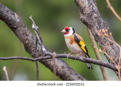 The European goldfinch sits on a branch in spring on green background. Beautiful songbird The European goldfinch in wildlife. European goldfinch or simply goldfinch, latin name Carduelis carduelis.