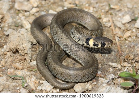 European grass snake (Natrix natrix) juvenil 