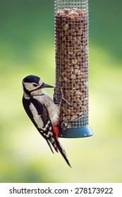 European Great Spotted Woodpecker Feeding On Garden Bird Feeder Peanuts In Spring