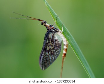 European Green Drake - Ephemera Danica