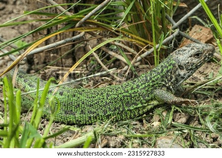 European green lizard in the grass