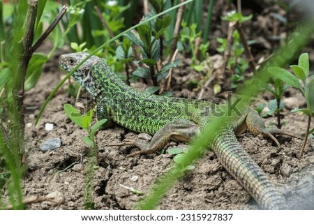 European green lizard in the grass