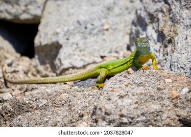 European green lizard (Lacerta viridis) sunbathing in the morning on rocks	
