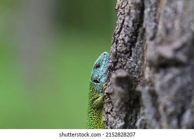 The European green lizard (Lacerta viridis) is a large lizard distributed across European midlatitudes from Slovenia and eastern Austria to as far east as the Black Sea coasts of Ukraine and Turkey.
