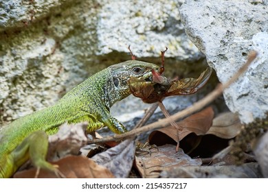 European green lizard (Lacerta viridis) feeding with a Cockchafer beetle (Melolontha melolontha)
