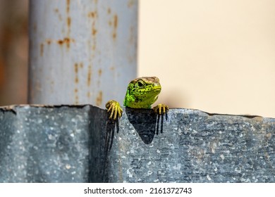 The European green lizard (Lacerta viridis) is a large lizard distributed across European