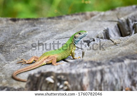 European green lizard (Lacerta viridis) sunbathing in the morning