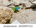 European green lizard male sunbathing on the rock (Lacerta viridis)