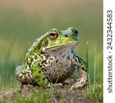 European Green Toad Forest