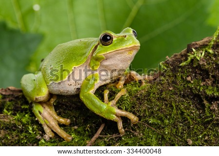 European green tree frog (Hyla arborea formerly Rana arborea) lurking for prey in natural environment
