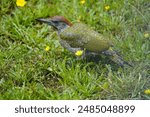 European Green Woodpecker foraging for food (ants) (Picus viridis) Picidae family. Hanover, Germany.