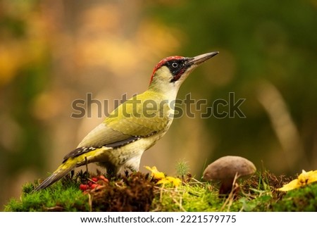 European green woodpecker in the forest