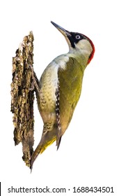 European green woodpecker on white background (Picus Viridis)
