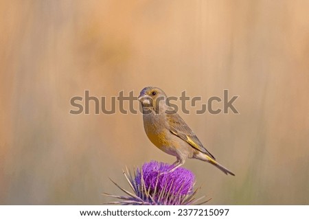 Similar – Image, Stock Photo Bluethroat Safari Biology