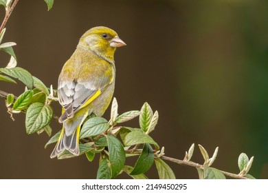 European Greenfinch (Chloris Chloris) Perches On A Branch. British Garden Bird, Norfolk, UK. 