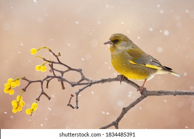 European Greenfinch, Chloris Chloris, Sitting On Berries Twig In Winter. Colorful Bird Looking On Branch During Snowstorm. Yellow Songbird Resting On Bough With Copy Space.