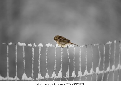 European greenfinch (Chloris chloris)  Small bird and fresh yellow color body  Song bird sitting woody root  Diffused brown background  Garden bird in winter time feeder  European wildlife 