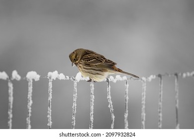 European greenfinch (Chloris chloris). Small bird with fresh yellow color body. Song bird sitting on woody root. Diffused brown background. Garden bird in winter time on feeder. European wildlife. - Shutterstock ID 2097932824