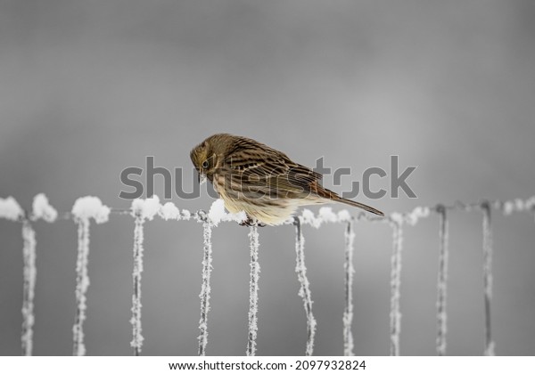European greenfinch (Chloris chloris). Small\
bird with fresh yellow color body. Song bird sitting on woody root.\
Diffused brown background. Garden bird in winter time on feeder.\
European wildlife.