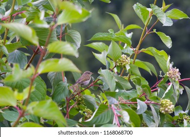 European Greenfinch On The Bloodtwig Dogwood Background.